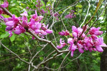 ハナズオウ・羊山公園から琴平丘陵