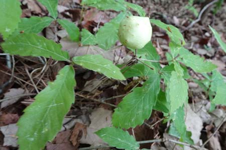 ミズナラの虫こぶ・羊山公園から琴平丘陵