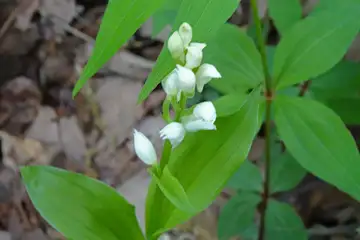 ギンラン・羊山公園から琴平丘陵