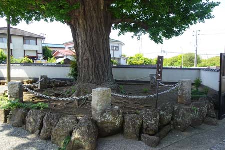 横浜市泉区・無量寺に横浜市名木古木の大イチョウ