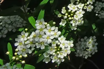 コデマリ・横浜市泉区