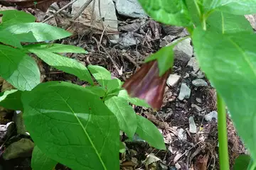 ハシリドコロ・三頭山
