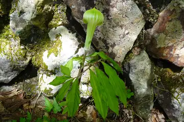 マムシグサ・三頭山