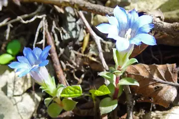 フデリンドウ・三頭山