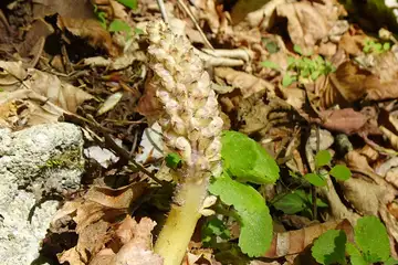 ヤマウツボ・三頭山