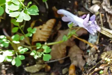 ヤマエンゴサク・三頭山