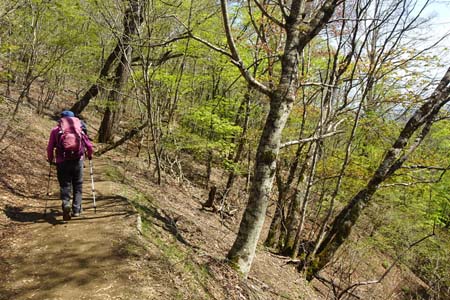 三頭山・新緑の尾根道