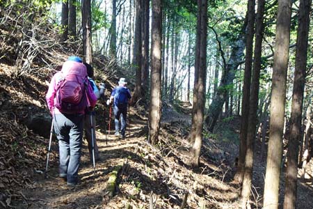 三頭山・ヒノキ林の斜面を下り
