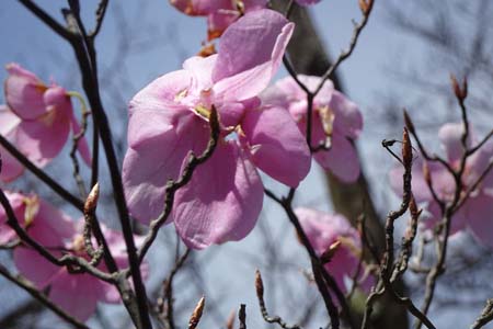 長七郎山・アカヤシオの花