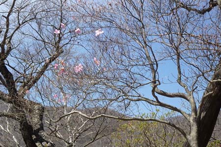 長七郎山・アカヤシオの先に荒山の稜線