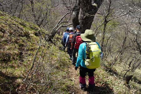 長七郎山・オオカメノキが咲き始めた稜線