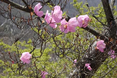 長七郎山・アカヤシオの花