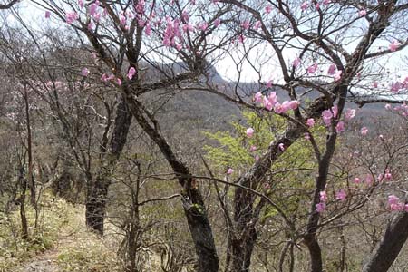 長七郎山・アカヤシオの花