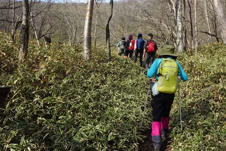 長七郎山・笹の道は踏み跡も薄く