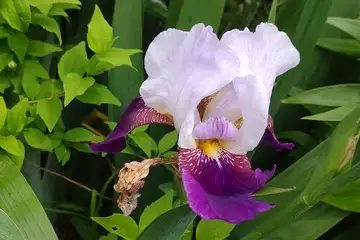 ジャーマンアイリス・阿久和川