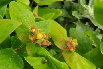 ヒペリカムアンドロサエマム・阿久和川