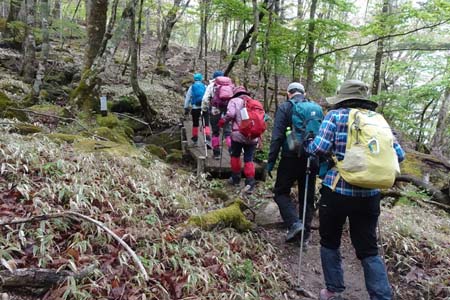 雁ヶ腹摺山からシオジの森・笹の登山道にはお硯水