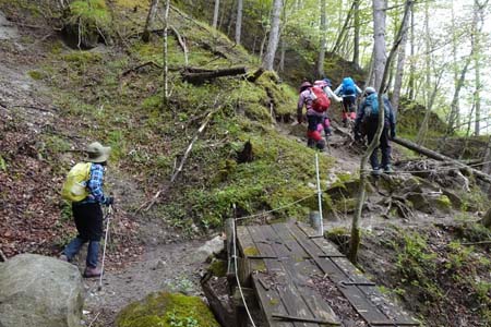 雁ヶ腹摺山からシオジの森・崩れかけた木橋を巻いて