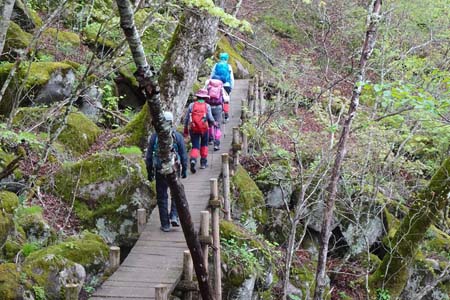 雁ヶ腹摺山からシオジの森・苔むした石原は木橋を渡り