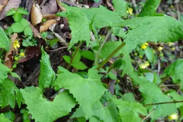 オクヤマコウモリ・雁ヶ腹摺山からシオジの森