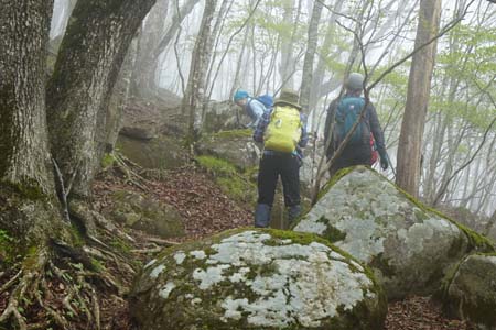 雁ヶ腹摺山からシオジの森・大きな石が彼方此方に
