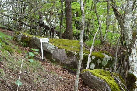 雁ヶ腹摺山からシオジの森・コケに覆われた足洗石