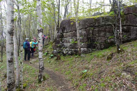雁ヶ腹摺山からシオジの森・石垣のような神奈備岩