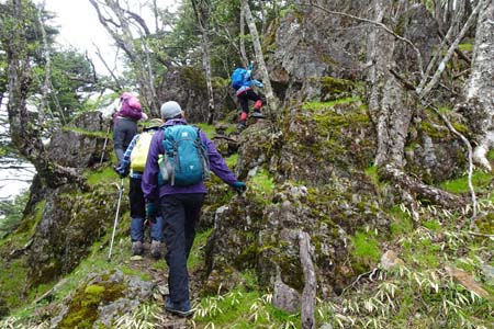 雁ヶ腹摺山からシオジの森・小さな岩場を登ります