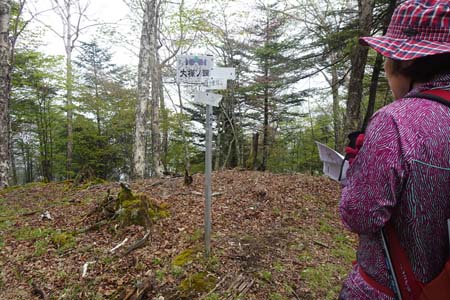 雁ヶ腹摺山からシオジの森・三角点のある大樺ノ頭