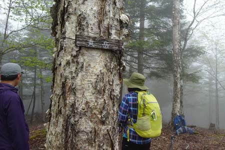 雁ヶ腹摺山からシオジの森・丸岳の山頂標識