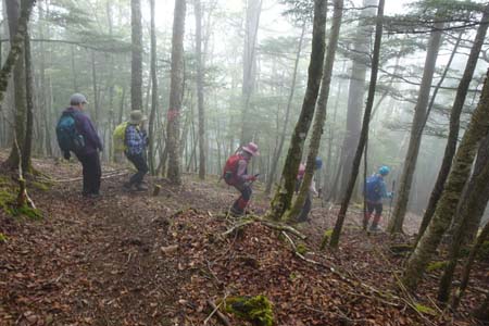 雁ヶ腹摺山からシオジの森・ガスに包まれたシラビソの斜面を下り