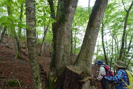 雁ヶ腹摺山からシオジの森・緑に包まれた遊歩道にシオジ