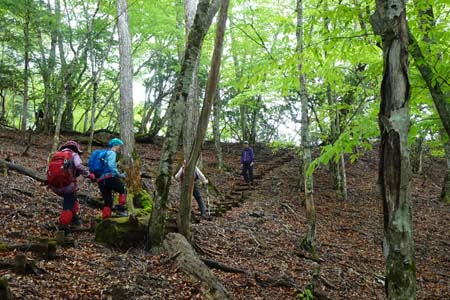 雁ヶ腹摺山からシオジの森・落ち葉に覆われた道を登り