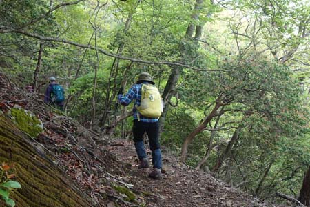 雁ヶ腹摺山からシオジの森・右手は切れ落ちた道