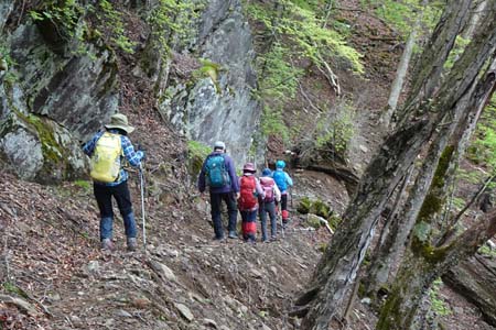雁ヶ腹摺山からシオジの森・落ち葉に覆われた道をたどり