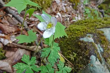 ニリンソウ・雁ヶ腹摺山からシオジの森