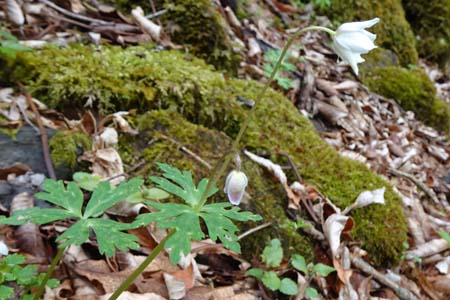 ニリンソウ・雁ヶ腹摺山