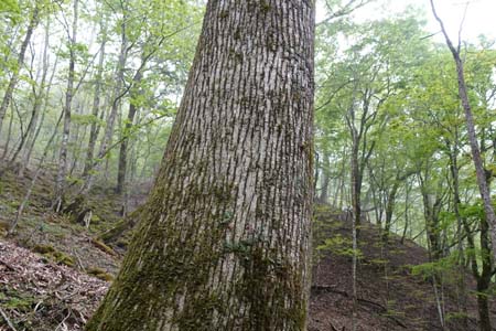 雁ヶ腹摺山からシオジの森・見上げるシオジの大木