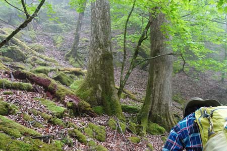 雁ヶ腹摺山からシオジの森・この周辺にもシオジが多いようです