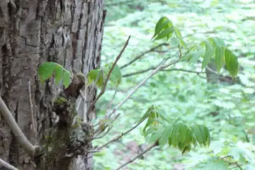 シオジの若葉・雁ヶ腹摺山からシオジの森