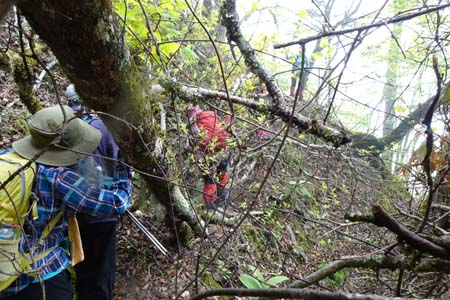 雁ヶ腹摺山からシオジの森・倒木が道を覆い