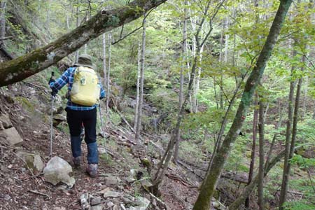 雁ヶ腹摺山からシオジの森・右手が切れた道が続きます