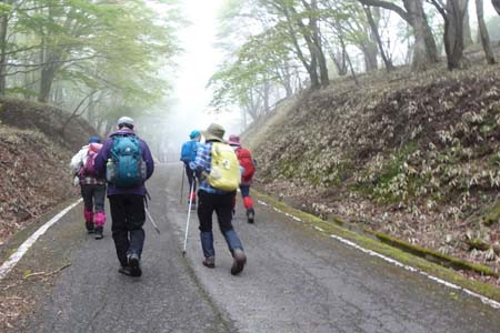 雁ヶ腹摺山からシオジの森・舗装道路に出ると大峠は目の前
