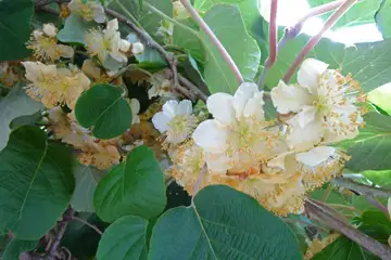 キウイフルーツ・大和市鶴間