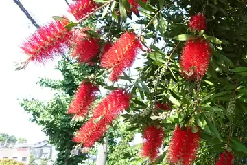 ブラシノキ・町田市多摩川学園
