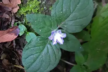 イナモリソウ・小仏城山から高尾山