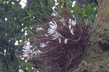 セッコク・高尾山