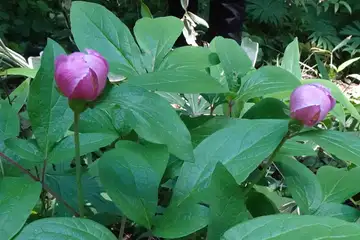 ベニバナヤマシャクヤク