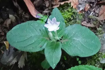 イナモリソウ・小仏城山から高尾山
