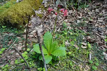 クリンソウ・笠取山